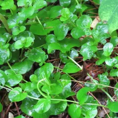 creeping Jenny thumbnail 2