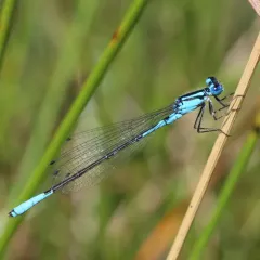 Azure Bluet thumbnail 4