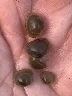 Rhomboid Fingernailclam thumbnail 4