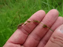 prairie sedge thumbnail 2