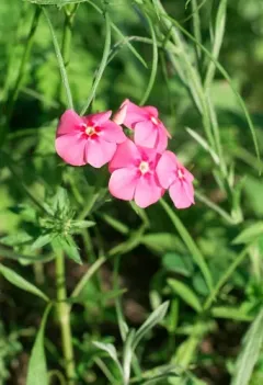 Drummond's phlox thumbnail 2