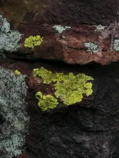 Yellow Cobblestone Lichen thumbnail 2