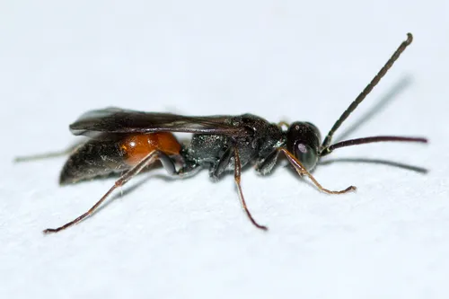 Didineis texana