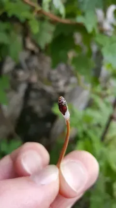 Douglas-fir Spittlebug thumbnail 1
