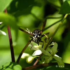 Bald-faced Hornet Fly thumbnail 3