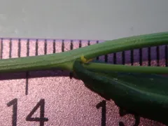 austrian field-cress thumbnail 2