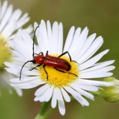 Sutured Longhorn Beetle thumbnail 2