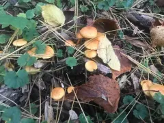 Pholiota lucifera thumbnail 2