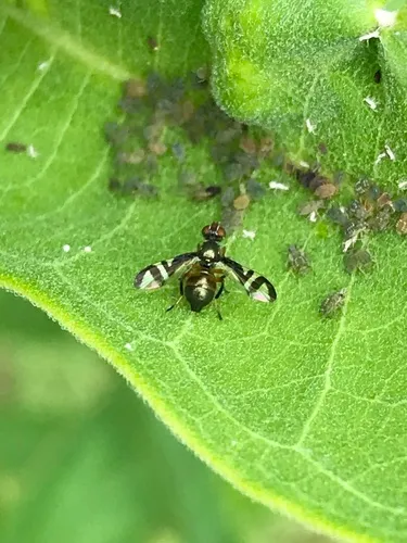 Rivellia conjuncta