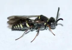 Epinysson tramosericus thumbnail 1