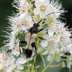 Chestnut Longhorn Beetle thumbnail 3