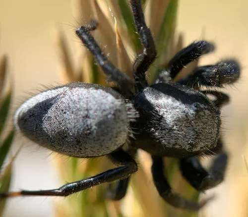Phidippus octopunctatus