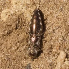 Agrilus quadriguttatus thumbnail 3