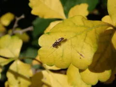 Crossocerus elongatulus thumbnail 3