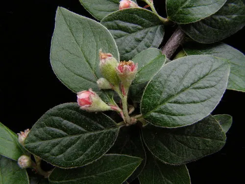 Maire's Cotoneaster