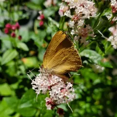 Golden Hairstreak thumbnail 2