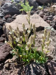 Cascade Alpine Campion thumbnail 4