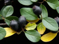 Few-flowered Cotoneaster thumbnail 2
