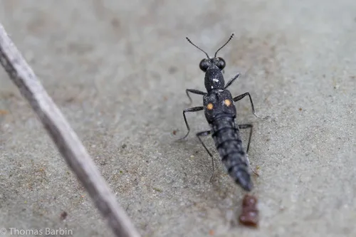 Stenus comma