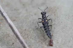 Stenus comma thumbnail 1