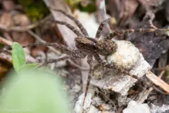 Pardosa dorsalis thumbnail 2
