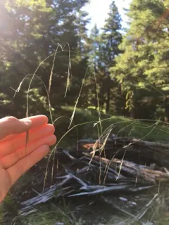 Richardson's needlegrass thumbnail 2