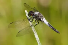 Chalk-fronted Corporal thumbnail 4