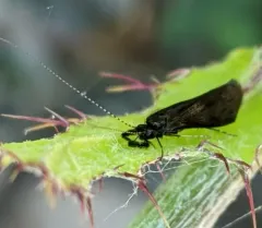 Mystacides alafimbriatus thumbnail 1