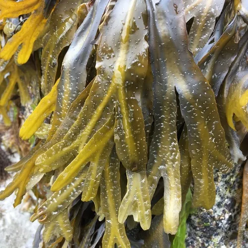Rockweed