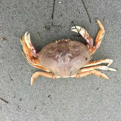 Dungeness Crab
