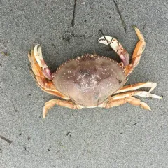 Dungeness Crab thumbnail 1