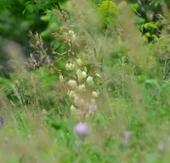 Weak-leaf Yucca thumbnail 2