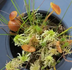 Sphagnum Bell thumbnail 2