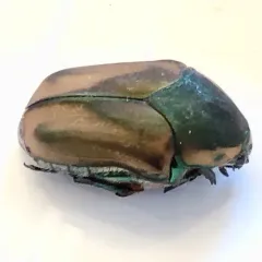 Common Green June Beetle thumbnail 3