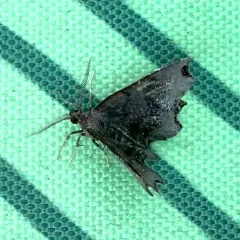 Dark Scallop Moth thumbnail 2