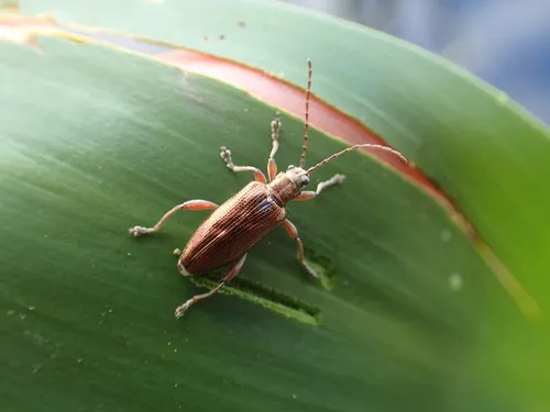 Rugose reed beetle