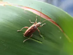 Rugose reed beetle thumbnail 1