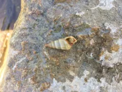 Sharp Hornsnail thumbnail 2