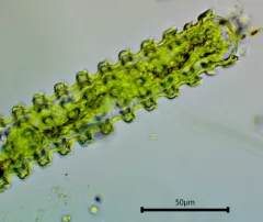 Triploceras verticillatum thumbnail 4