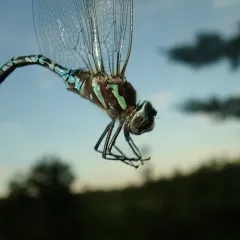 Green-striped Darner thumbnail 3