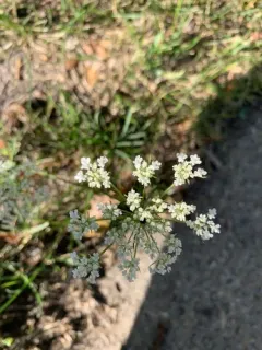 Fool's parsley thumbnail 3