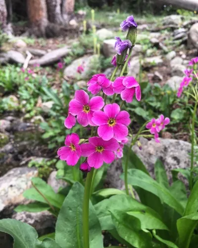Parry's primrose