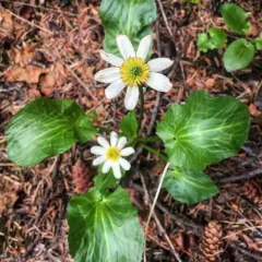 white marsh marigold thumbnail 4