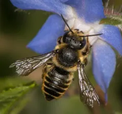 Patchwork Leafcutter Bee thumbnail 3