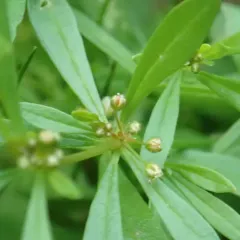 green carpetweed thumbnail 4
