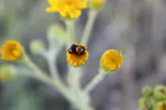 T-marked Spurleg thumbnail 4