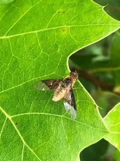 Chrysanthrax cypris thumbnail 3