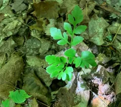 blunt-lobed grapefern thumbnail 4
