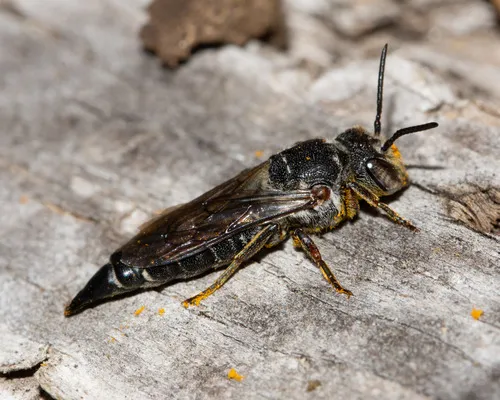 Alternate Cuckoo Leafcutter Bee