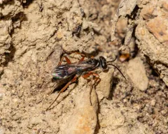 Agenioideus cinctellus thumbnail 4